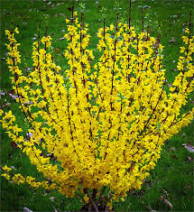 یاس زرد shop-yas.ir