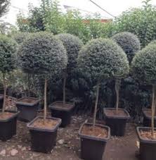 مورت پیوندی ارزان shop-yas.ir