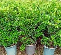 یاس هلندی ارزان