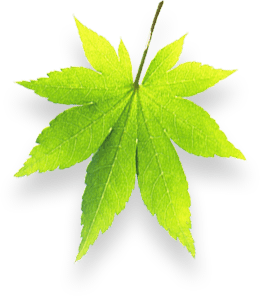 shop-yas.ir مرکز پرورش و فروش انواع گل و گیاهان زینتی